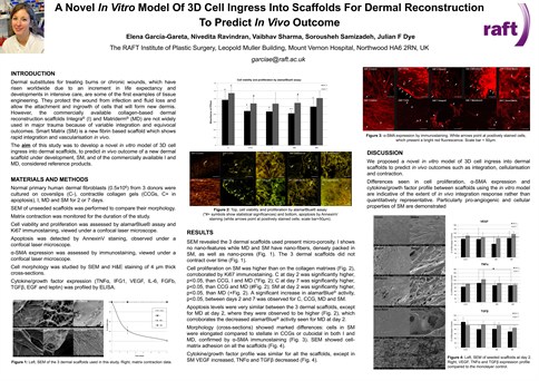 a-novel-in-vitro-model